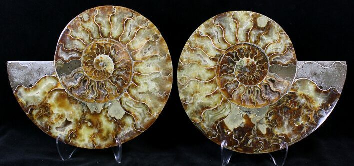 Split Agatized Ammonite - Crystal Pockets #21212
